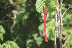 Coccoloba rugosa, photograph (c) nebrooks, some rights reserved (CC BY)