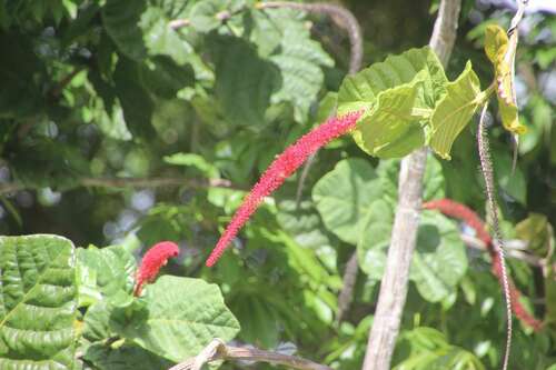 Image of Coccoloba rugosa by (c) nebrooks, some rights reserved (CC BY)