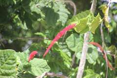 Coccoloba rugosa, photograph (c) nebrooks, some rights reserved (CC BY)