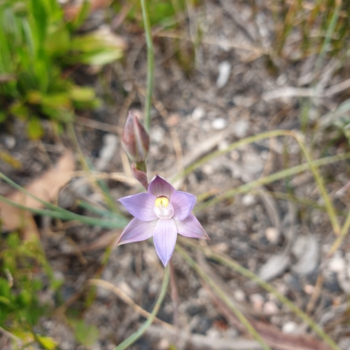 Image of Thelymitra peniculata by (c) Shelomi Doyle, some rights reserved (CC BY)