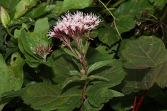 Eupatorium cannabinum