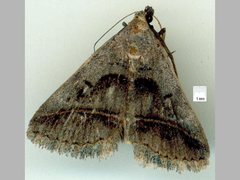 Acantholipes trajecta