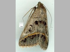 Acantholipes trajecta