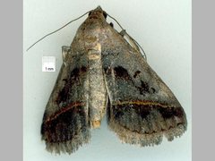 Acantholipes trajecta