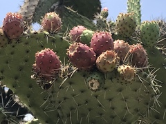 Opuntia