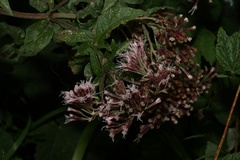 Eupatorium cannabinum
