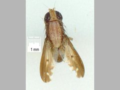 Australinina spatula