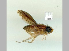 Australinina spatula