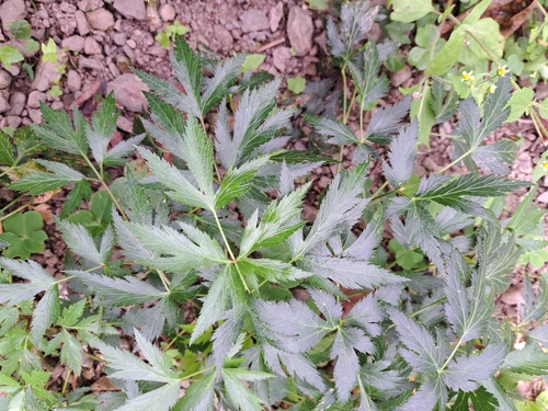 Angelica acutiloba iNat (1)