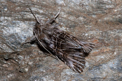 Omphalophana serrata