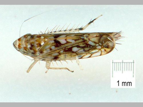 Scaphoideus pristidens observed 2009-01-09