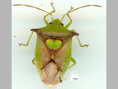 Sastragala versicolor