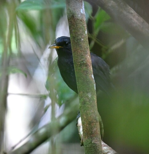 Malayan Whistling Thrush (Myophonus robinsoni)