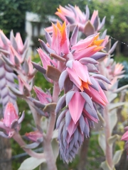 Echeveria shaviana