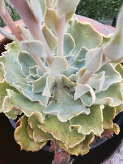 Echeveria shaviana