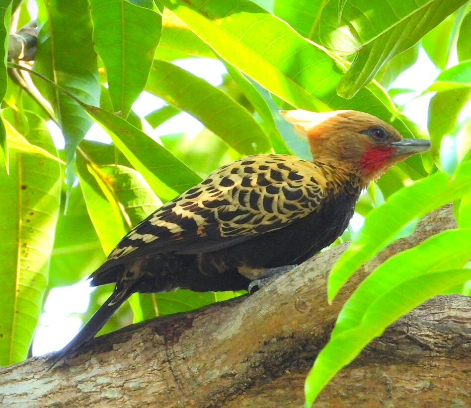 Ochre-backed Woodpecker (Celeus ochraceus), photo 4