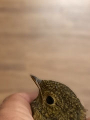 Erithacus rubecula