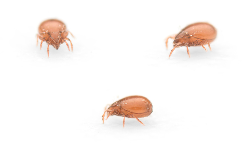 Pelopeaous Insect Family Peloppiidae · iNaturalist United Kingdom