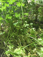 Petroselinum crispum