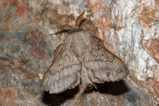 Phyllodesma suberifolia
