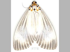 Neochera dominia