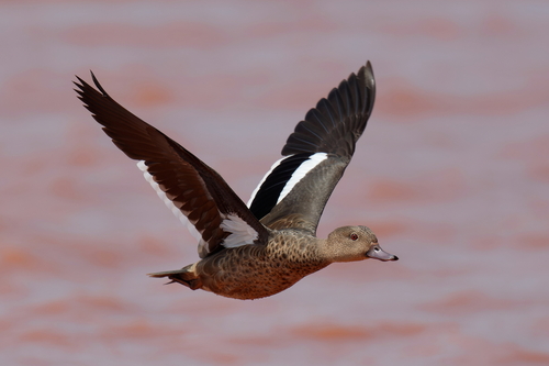 Bernier's Teal (Anas bernieri), photo 8
