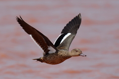 Bernier's Teal photo 2