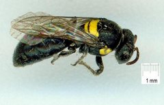 Meroglossa striaticeps