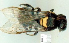 Meroglossa striaticeps