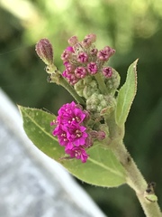 Boerhavia coccinea