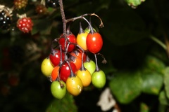 Solanum dulcamara