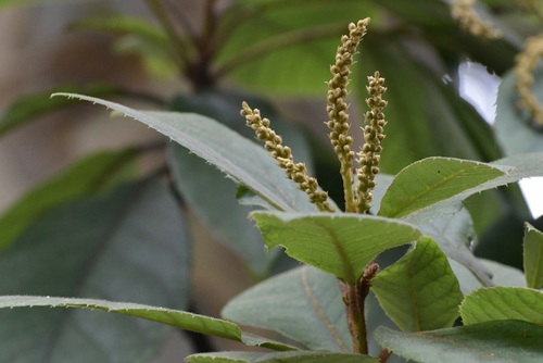 Clethra chiapensis (Clethra chiapensis)