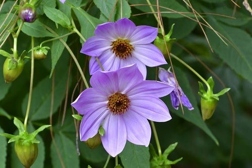 Dahlia plant photo (Dahlia × pinnata)