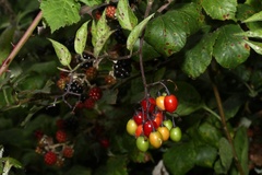 Solanum dulcamara