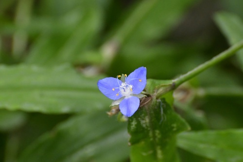 Elasis guatemalensis (Elasis guatemalensis)