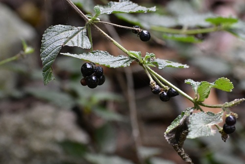 Lantana hirta, photograph 5