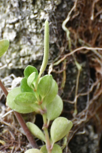 Peperomia quadrifolia, photograph 3