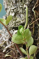 Peperomia quadrifolia, photograph (c) Neptalí Ramírez Marcial, some rights reserved (CC BY)