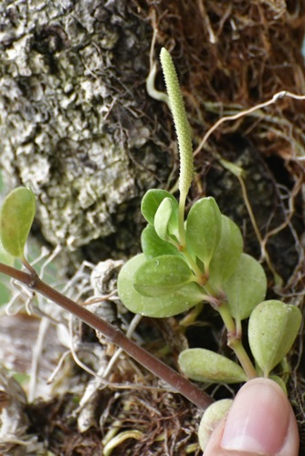 Peperomia quadrifolia, photograph 4