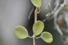 Peperomia quadrifolia, photograph (c) Neptalí Ramírez Marcial, some rights reserved (CC BY)