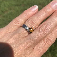 Hippodamia glacialis