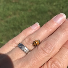 Hippodamia glacialis