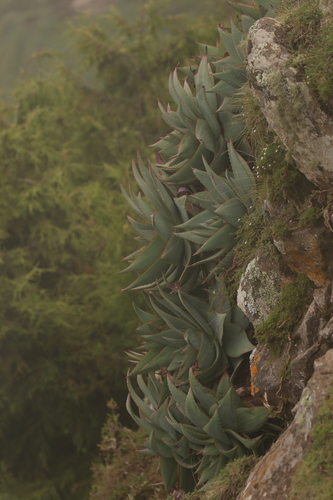 Ankober Aloe (Aloe ankoberensis)