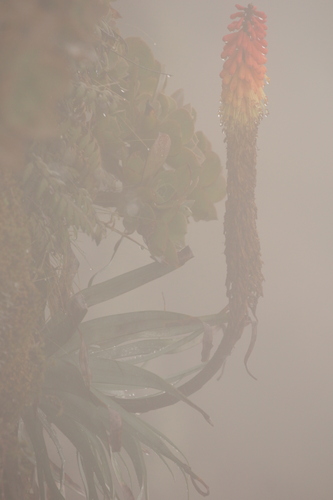 Image of Kniphofia foliosa by no rights reserved