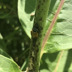 Hippodamia glacialis