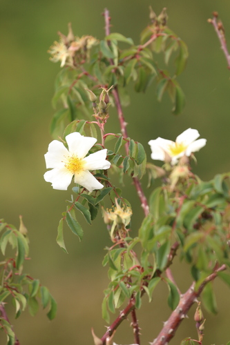 Image of Rosa abyssinica by no rights reserved