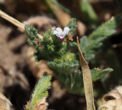 Verbena supina