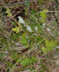 Geum macrophyllum perincisum