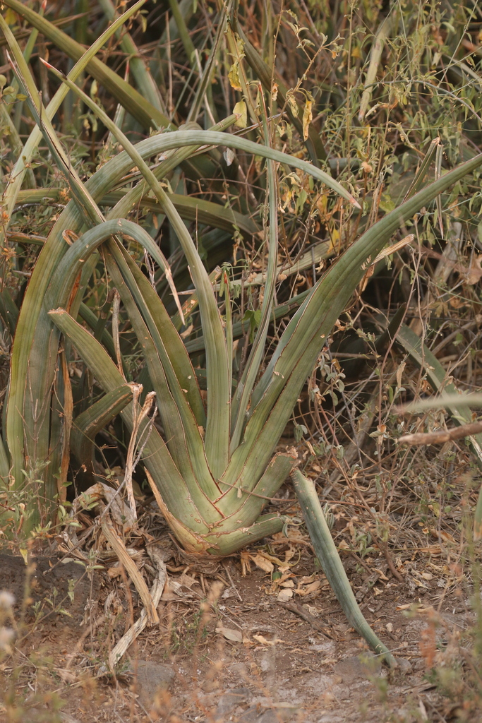 Sansevieria pinguicula P.R.O.Bally