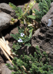 Verbena supina